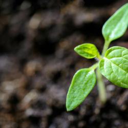 Best Plants for Fall: What to Grow Before Winter
