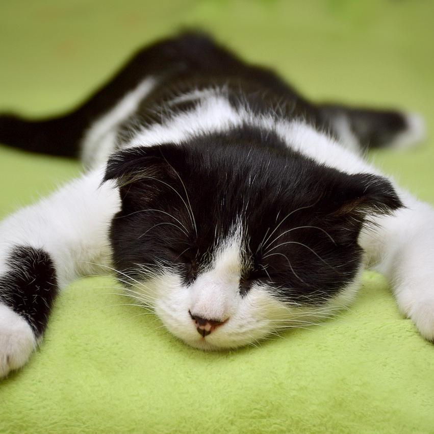 Napping: How to Do It Right for Maximum Energy