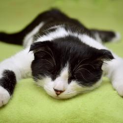 Napping: How to Do It Right for Maximum Energy