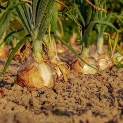 How to Grow Cold-Hardy Crops in the Winter Months