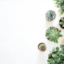 How to Decorate Your Home with Plants for a Fresh Feel