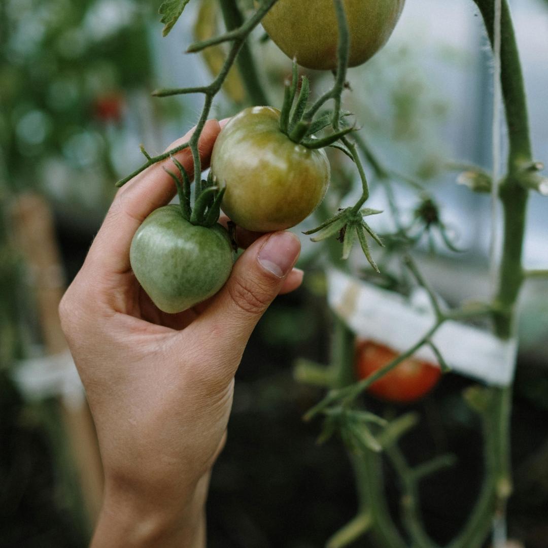 Sustainable Gardening: Growing Your Own Food at Home