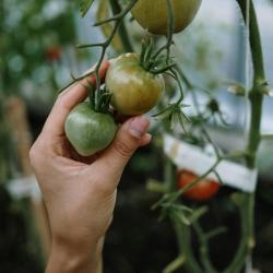 Sustainable Gardening: Growing Your Own Food at Home