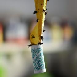 Top 10 Pest Control Products You Need in Your Home