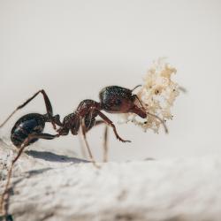 How to Prevent Ants from Invading Your Kitchen