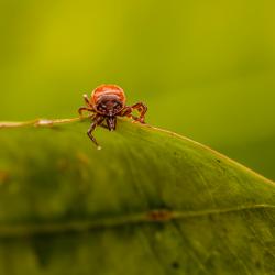 How to Get Rid of Fleas in Your Home and Yard