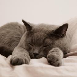 The Science of Sleep: How Much Do You Really Need?