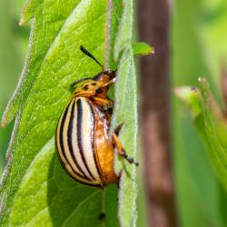 The Role of Pest Control in Maintaining a Healthy Garden