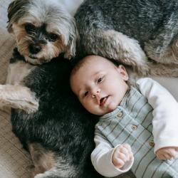 How to Safely Use Pest Control Products Around Pets and Children