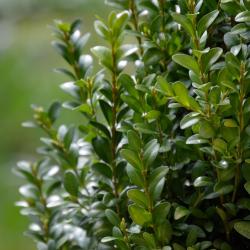 Best Plants for Winter Gardening in Your Area