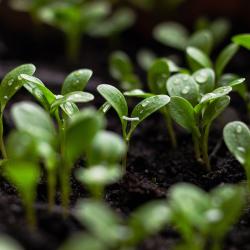 How to Build a Sustainable Garden with Minimal Effort