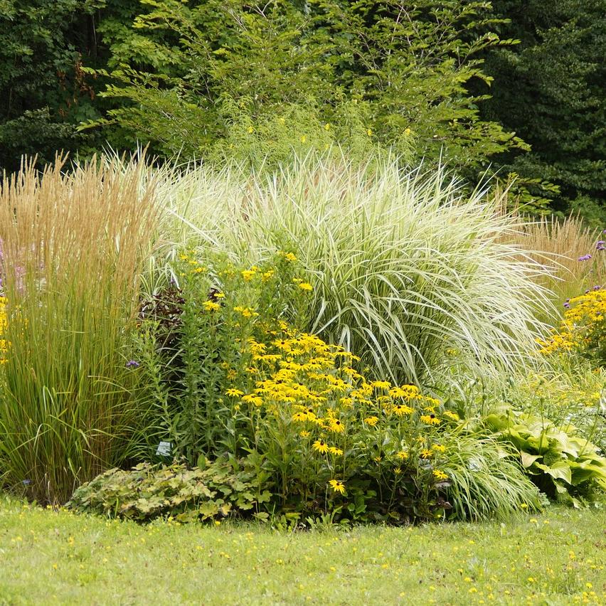 Essential Winter Care for Your Perennial Plants