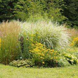 Essential Winter Care for Your Perennial Plants