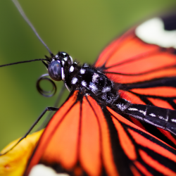 How to Make Your Backyard a Haven for Pollinators