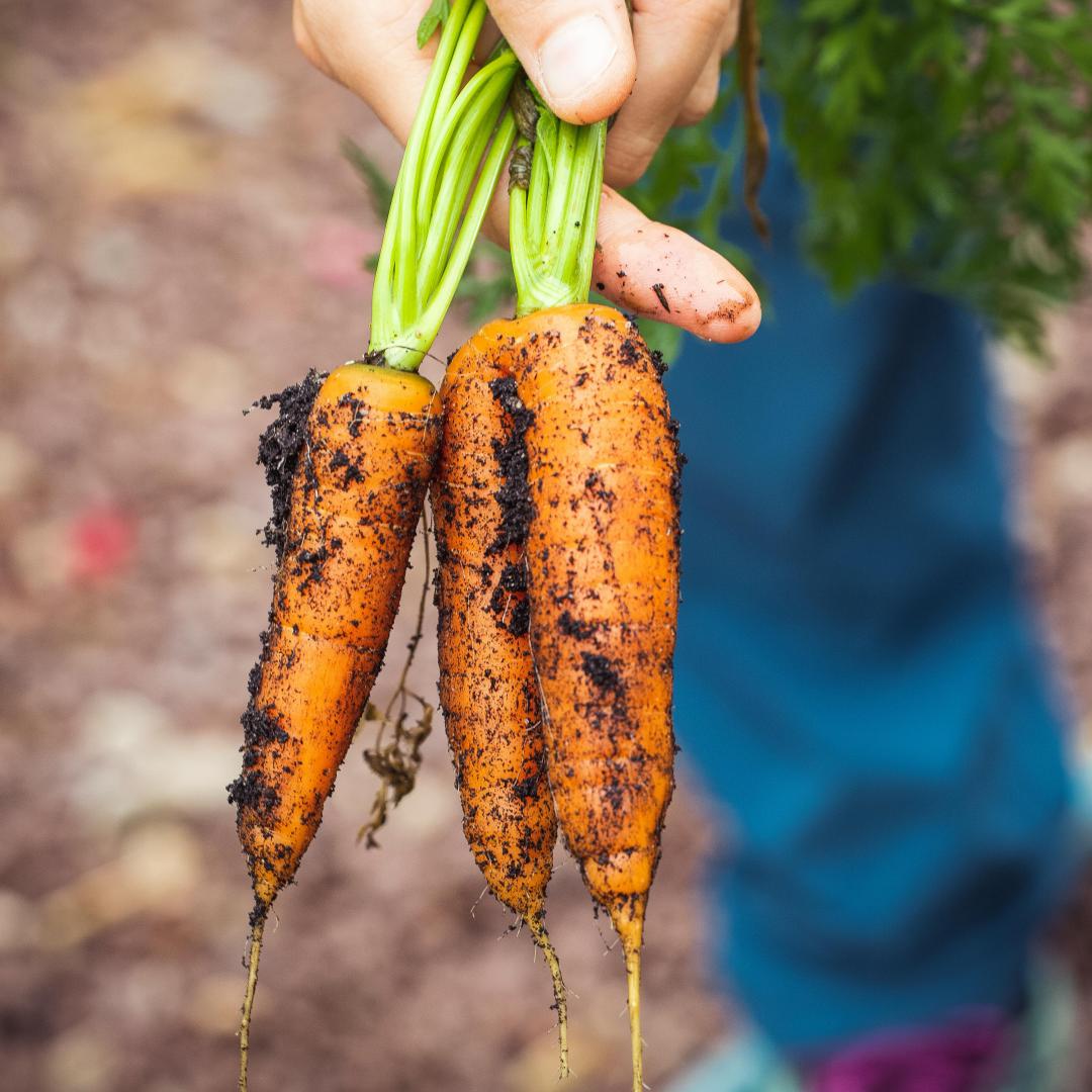 How to Plan a Year-Round Vegetable Garden