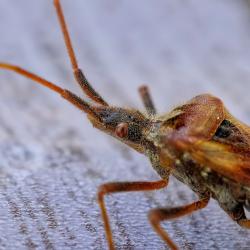 How to Deal with a Bed Bug Infestation: Tips and Solutions