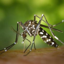 The Best Mosquito Control Strategies for Your Backyard