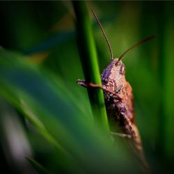 Eco-Friendly Pest Control: Sustainable Solutions for Your Home