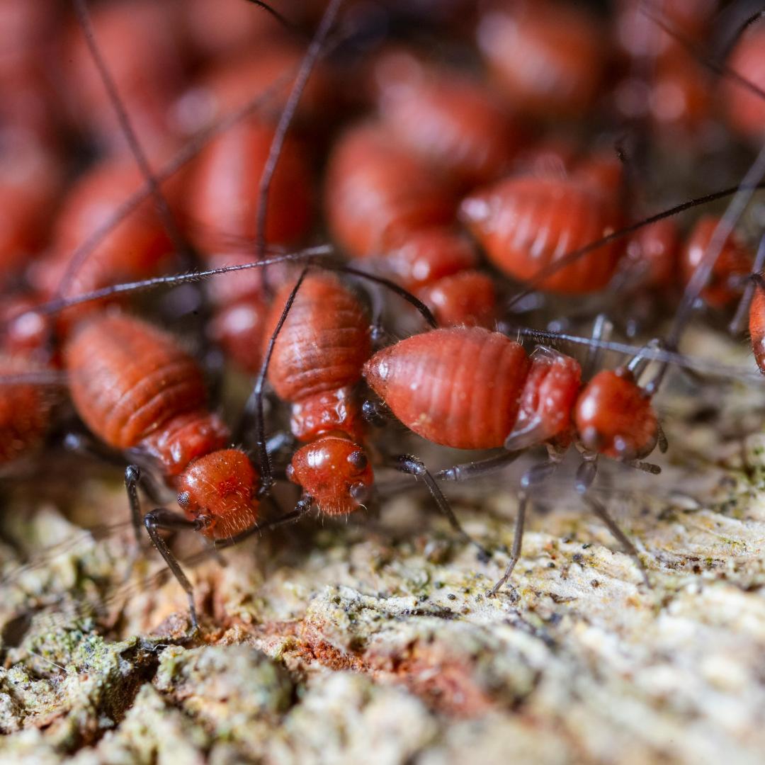 Dealing with Termites: Signs, Prevention, and Treatment