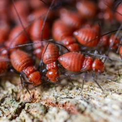 Dealing with Termites: Signs, Prevention, and Treatment