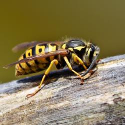 How to Safely Remove and Prevent Wasps and Hornets