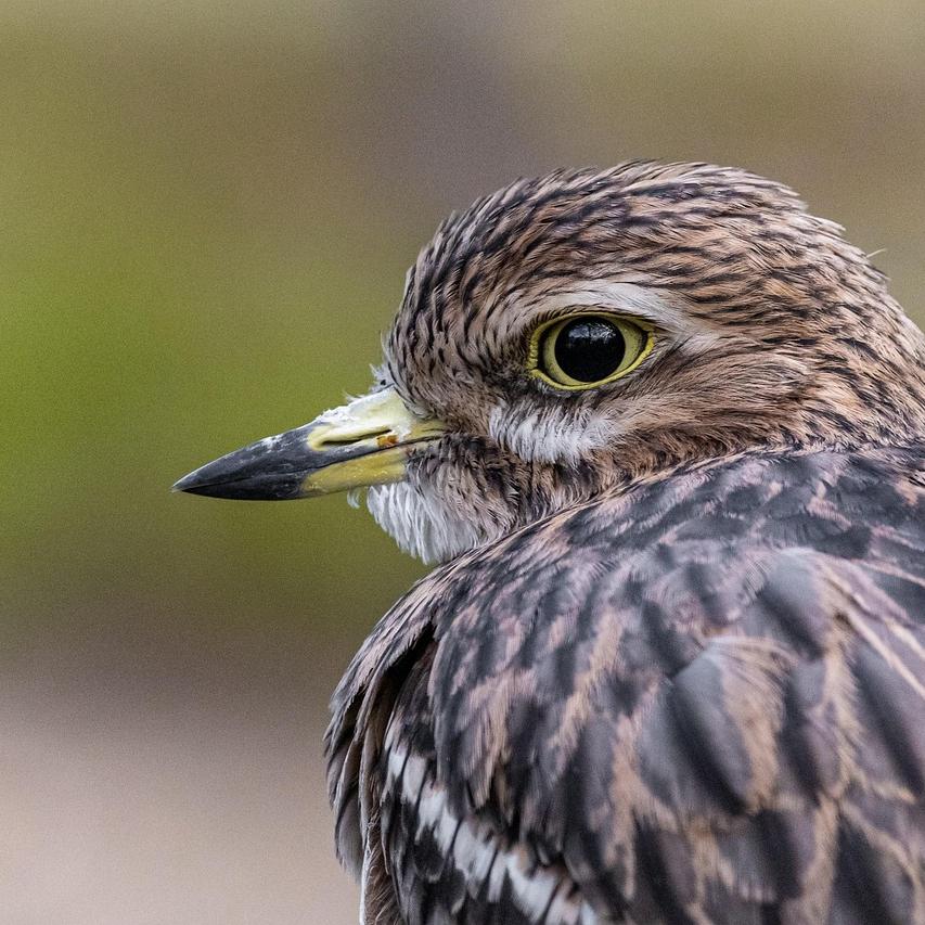 How to Start Birdwatching: Tips for Beginners