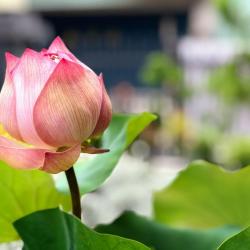 Top Summer Gardening Tips for Thriving Plants