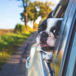 The Best Cars for Pet Owners: Features That Matter