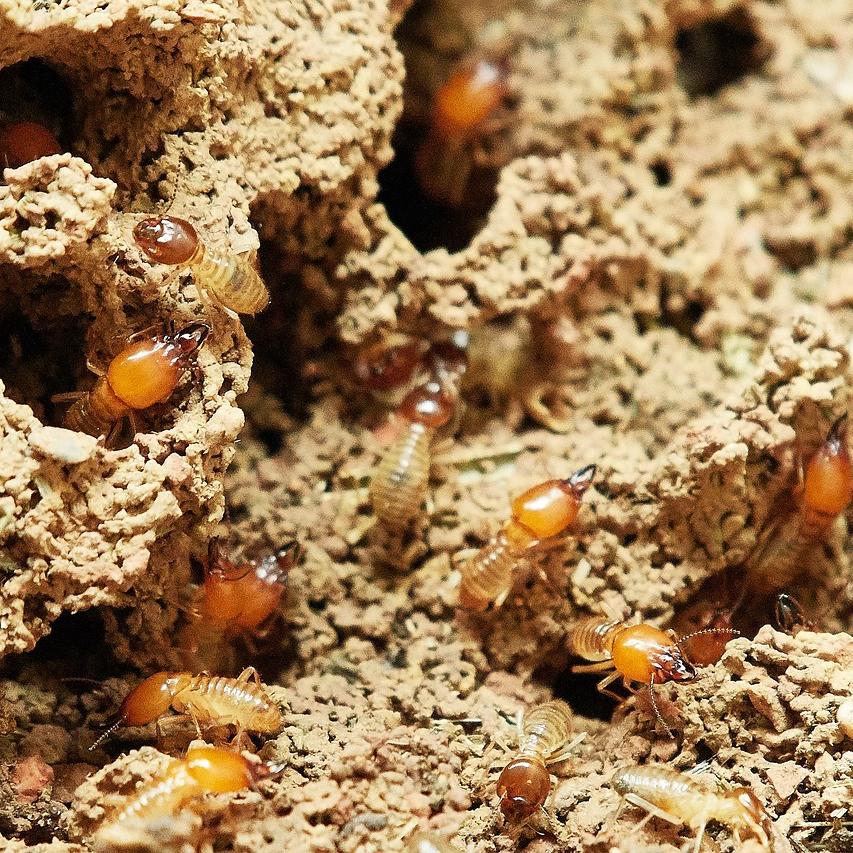 The Dangers of DIY Pest Control: What You Should Know