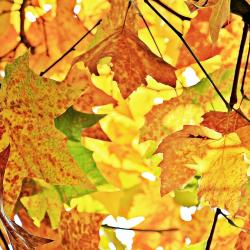 Preparing Your Garden for Autumn: Essential Steps