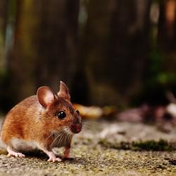 How to Keep Your Home Rodent-Free Year-Round