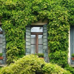 Natural Ways to Repel Pests Without Chemicals