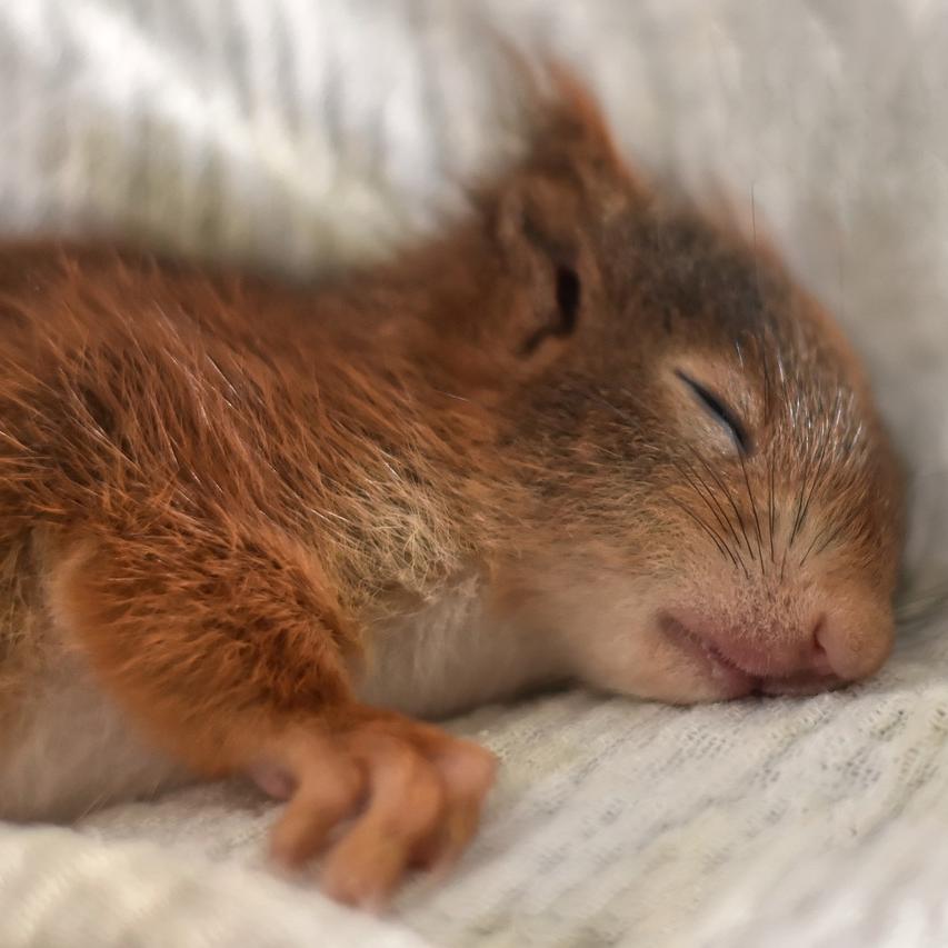 How to Fall Asleep Faster: Tips and Techniques