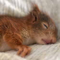 How to Fall Asleep Faster: Tips and Techniques