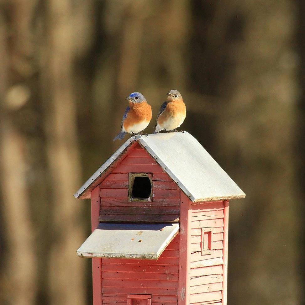 How to Build a Birdhouse
