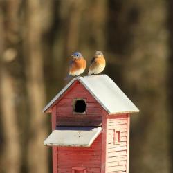 How to Build a Birdhouse