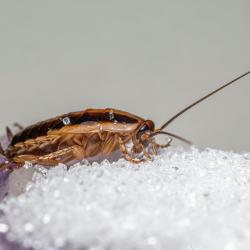 The Ultimate Guide to Preventing Pest Infestations in Your Home