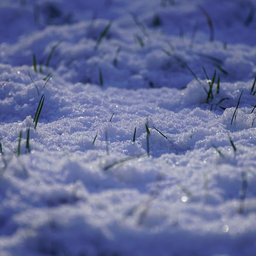 Winterizing Your Lawn: Essential Tips for the Cold Season