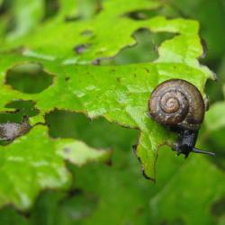 How to Deal with Pests in Spring and Summer Gardens