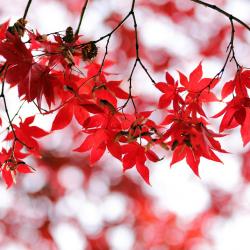 How to Transition Your Garden from Summer to Fall