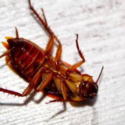 How to Get Rid of Roaches: Proven Methods That Work