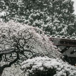 Winter Gardening: How to Protect Your Plants in Cold Weather