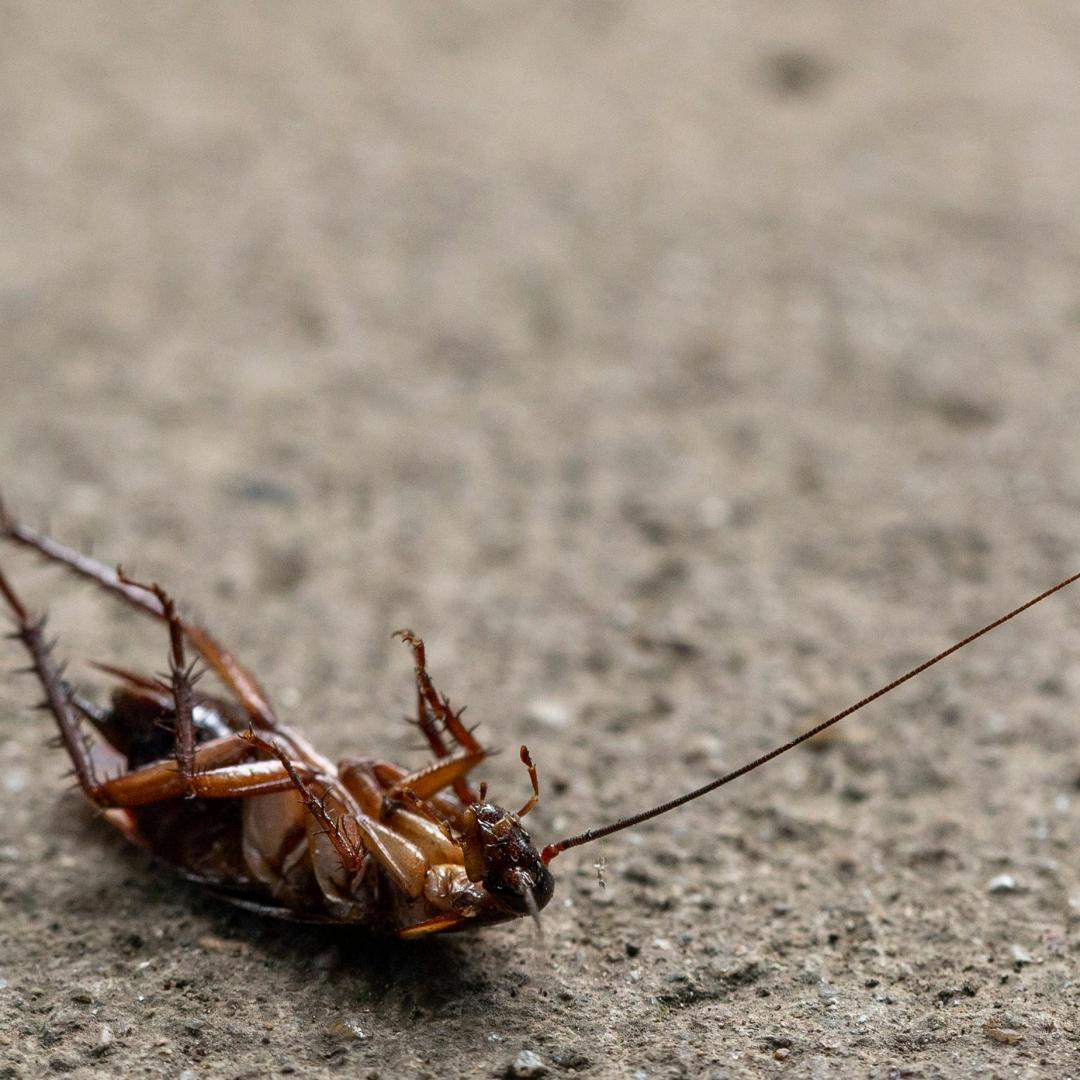 How to Identify Common Household Pests and Keep Them Away