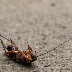 How to Identify Common Household Pests and Keep Them Away