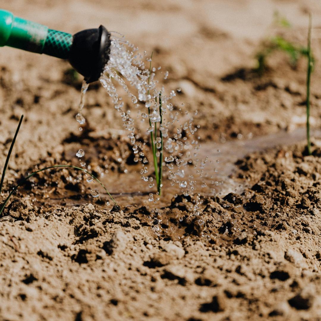 Gardening in the Heat: Tips for Summer Plant Care