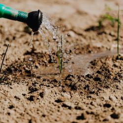 Gardening in the Heat: Tips for Summer Plant Care