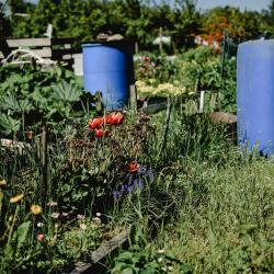 DIY Garden Projects for Beginners